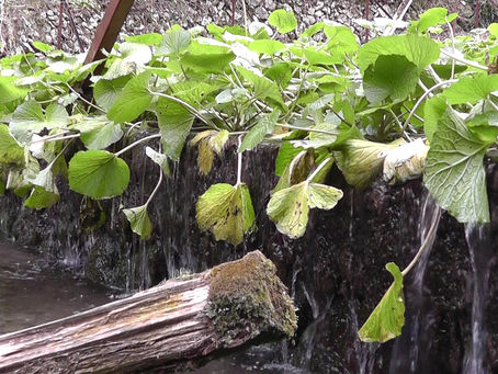 Japan Wasabi terrace waterfall – Walking in Japan