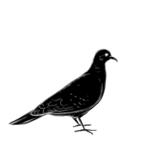 Ausgestorbene Tiere: Rodrigues turtle dove