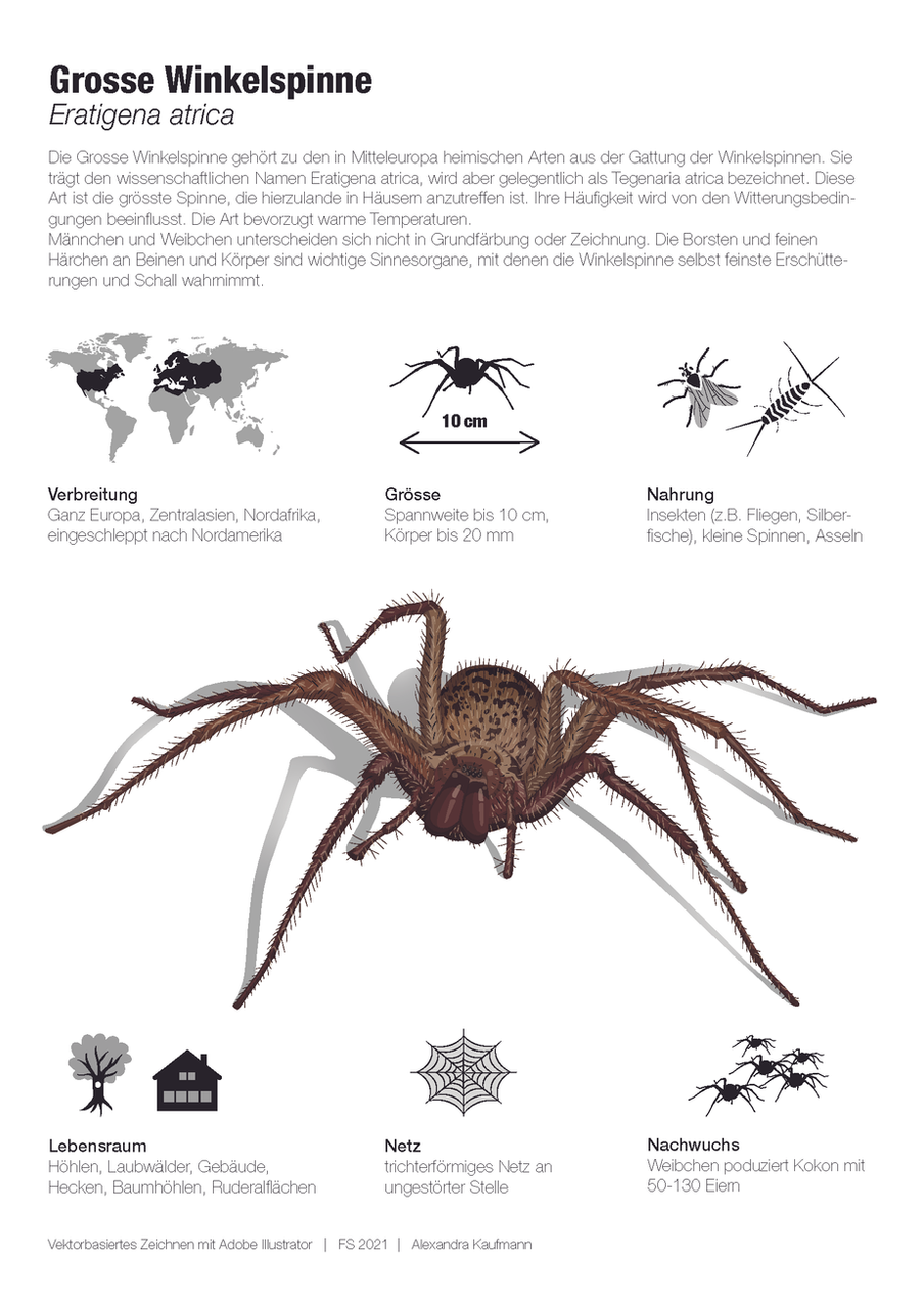 Infoposter zum Lebensraum, Aussehen und der Verbreitung der grossen Winkelspinne