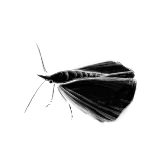 Ausgestorbene Tiere: lovegrass noctuid moth