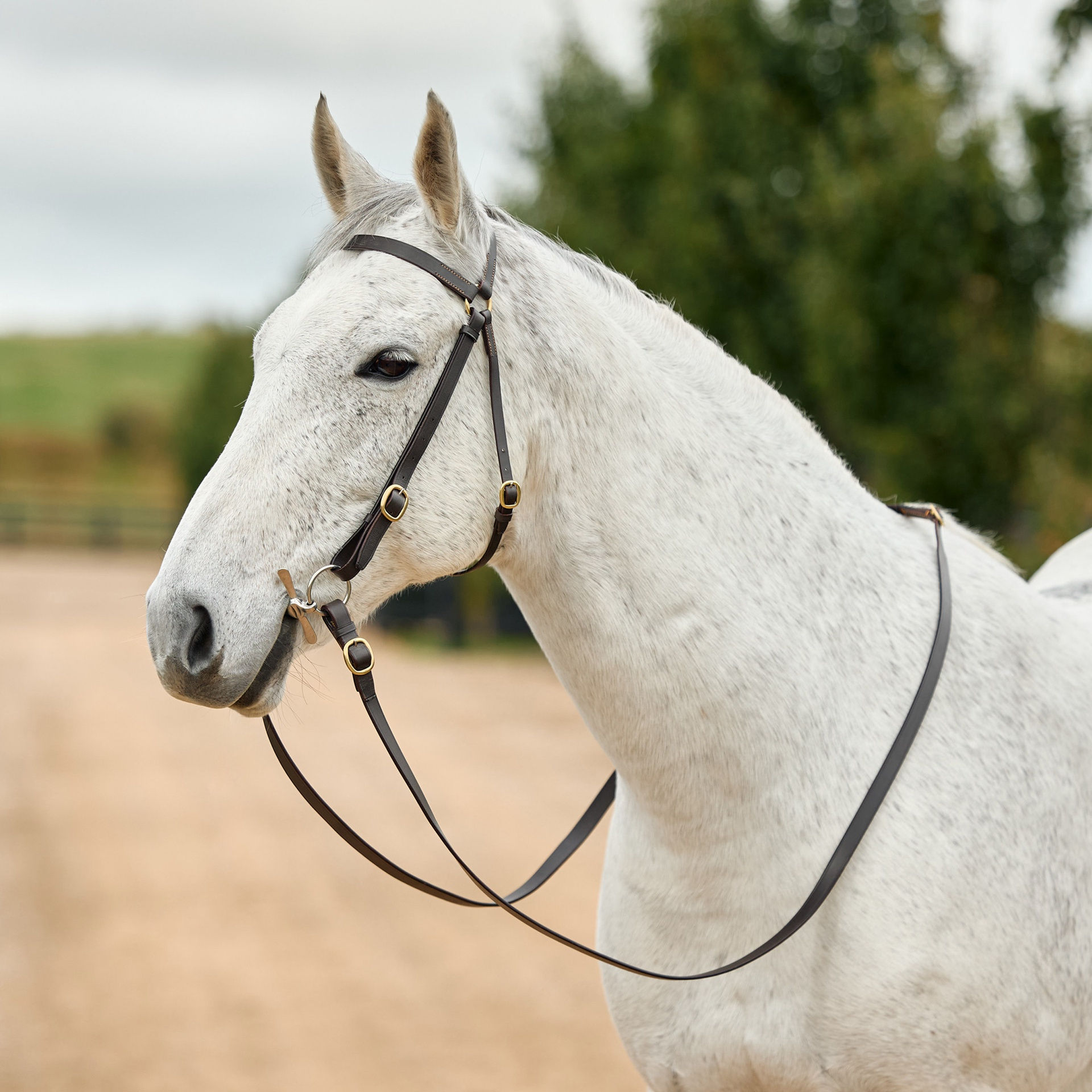 Weatherbeeta Dublin Brass Barcoo Bridle
