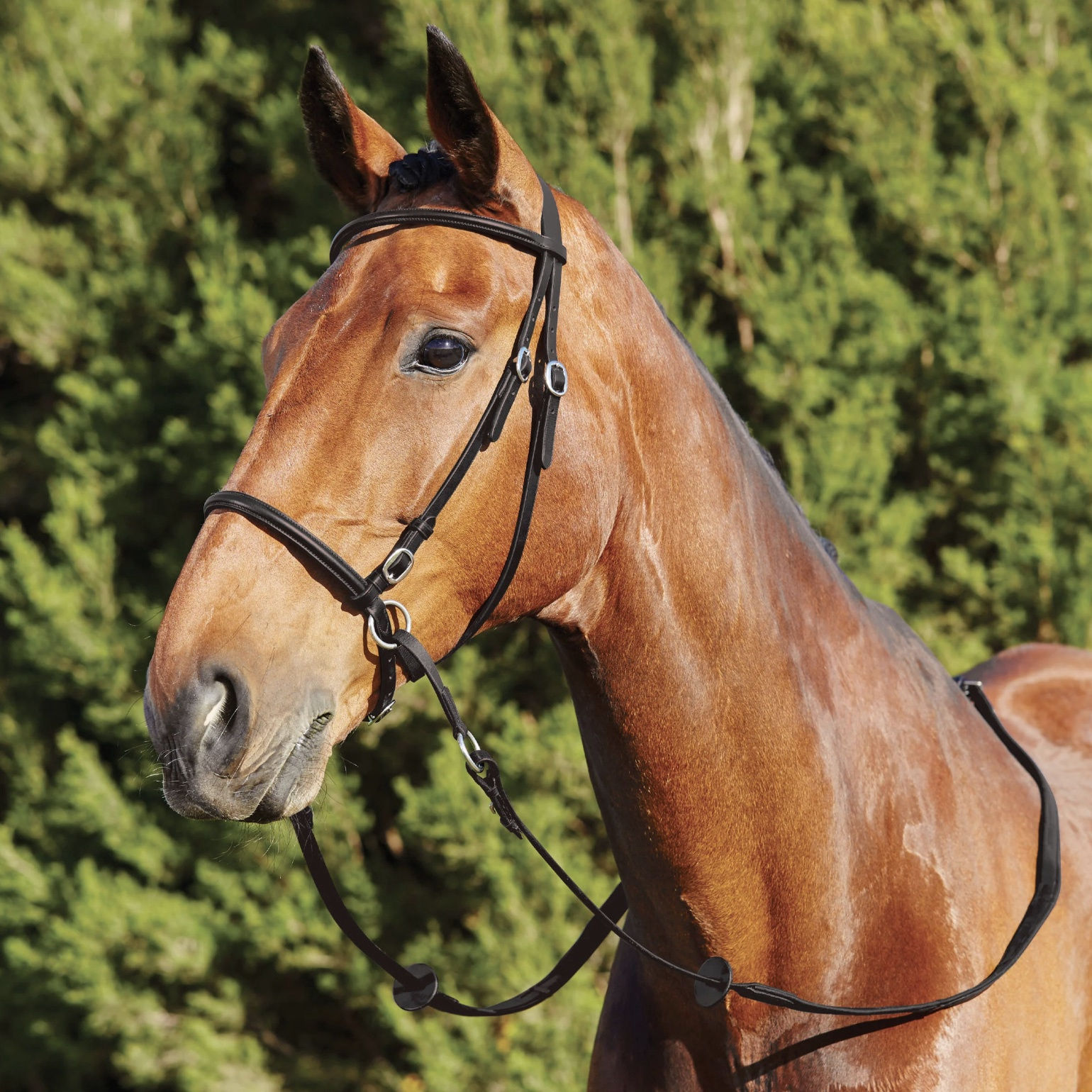 Weatherbeeta Dublin Bitless Bridle