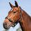 Thumbnail: Acavallo Ergonomic Calfskin Halter