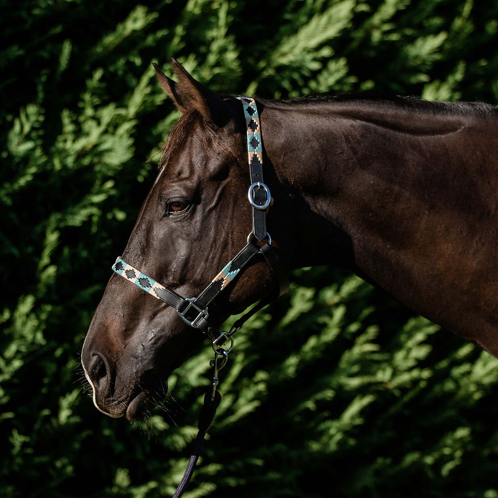 Thumbnail: Double Hill Leather Polo Halter