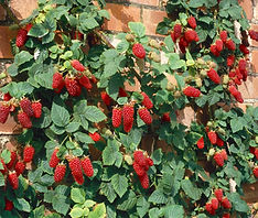 u01153_80.jpg