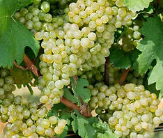 favorit m1.jpg