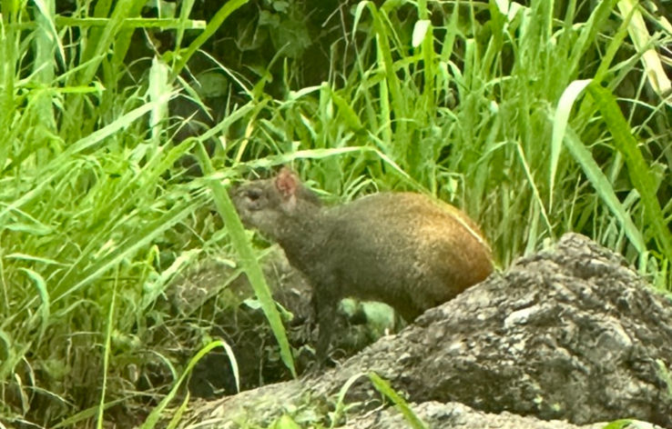 Brown rodent crouches in tall green grass beside a rock, looking alert in a lush natural setting.