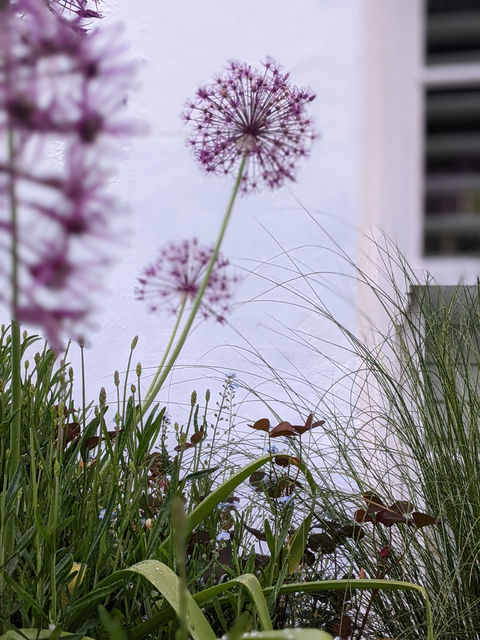 Allium 'Purple Rain', Stipa tenuissima, Islington front garden, Taryn Ferris Gardens