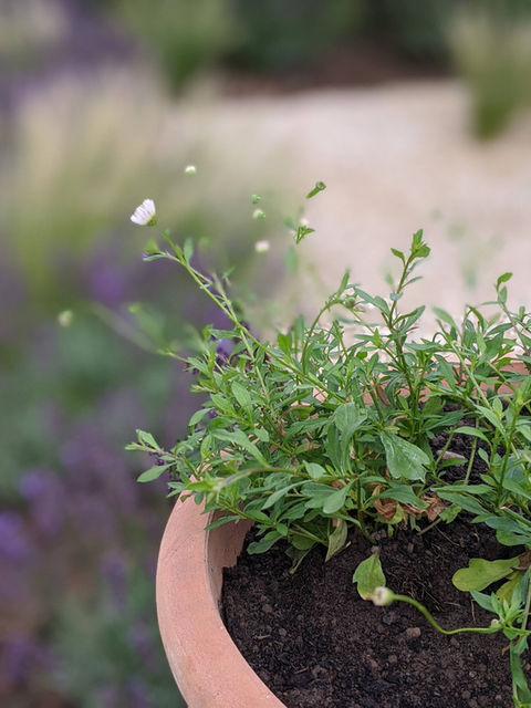 Erigeron karvinskianus, terracotta pot, Islington front garden, Taryn Ferris Gardens