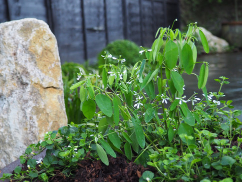 Taryn Ferris Garden Design - Purbeck Stone Boulders and Euphorbia hypericifolia 'Diamond Frost' - Victoria Park Garden Planting
