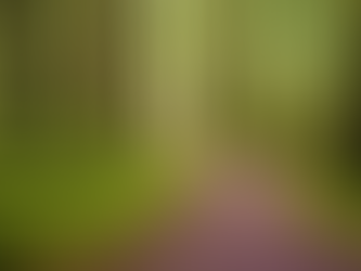 Easing Anxiety with Nature