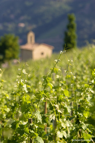 Photos des vignes à Tain l'Hermitage. Visite guidée de la drome