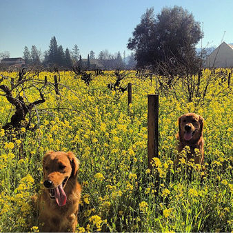 Ellie Mae & Woodford2