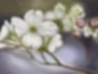 Dogwood II