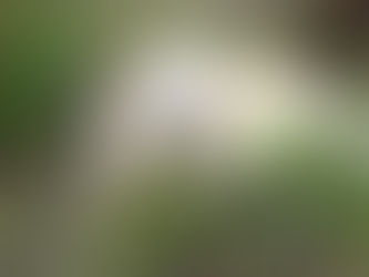 Golden Retriever mit Ball im Mund