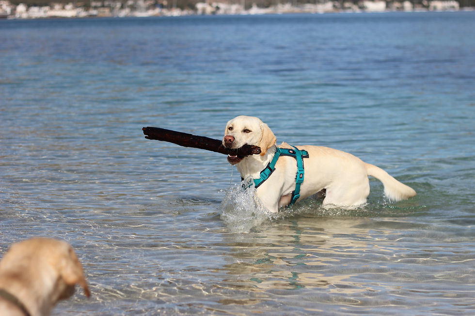 Hund mit Stock im Mund kommt aus dem Wasser