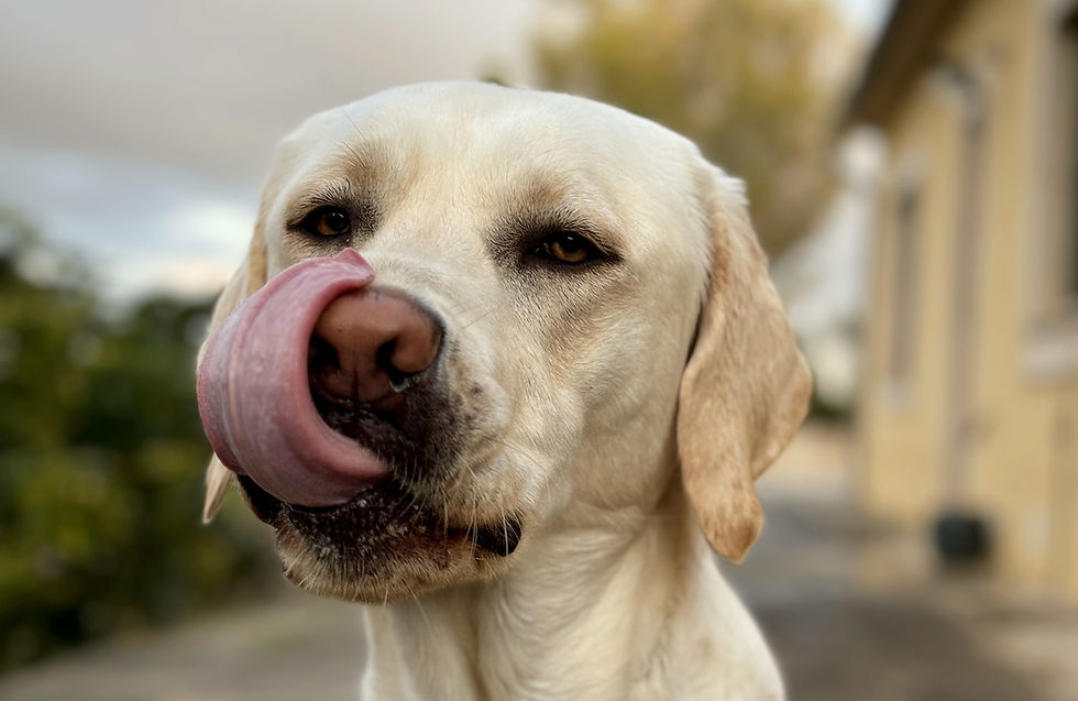 Hund schleckt mit Zunge über die Nase