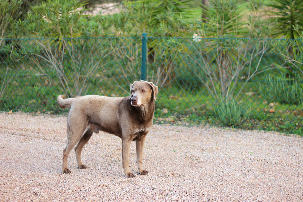 Ein Silberlabrador der zu seinem Frauchen sieht