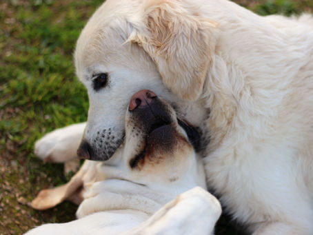 5 häufige Gesundheitsprobleme bei Hunden und wie man hier vorbeugt