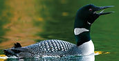 loon1_edited.jpg