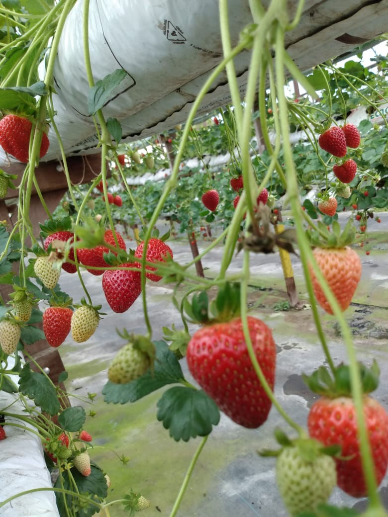Morango