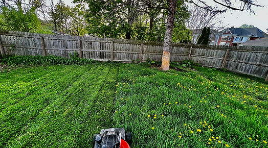 watertown overgrown lawn.jpg