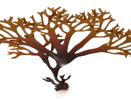 Try Our Gold Coast Sea Moss "Go Green" Smoothie