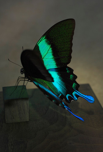 ブルメイアゲハ | yamazaki-design