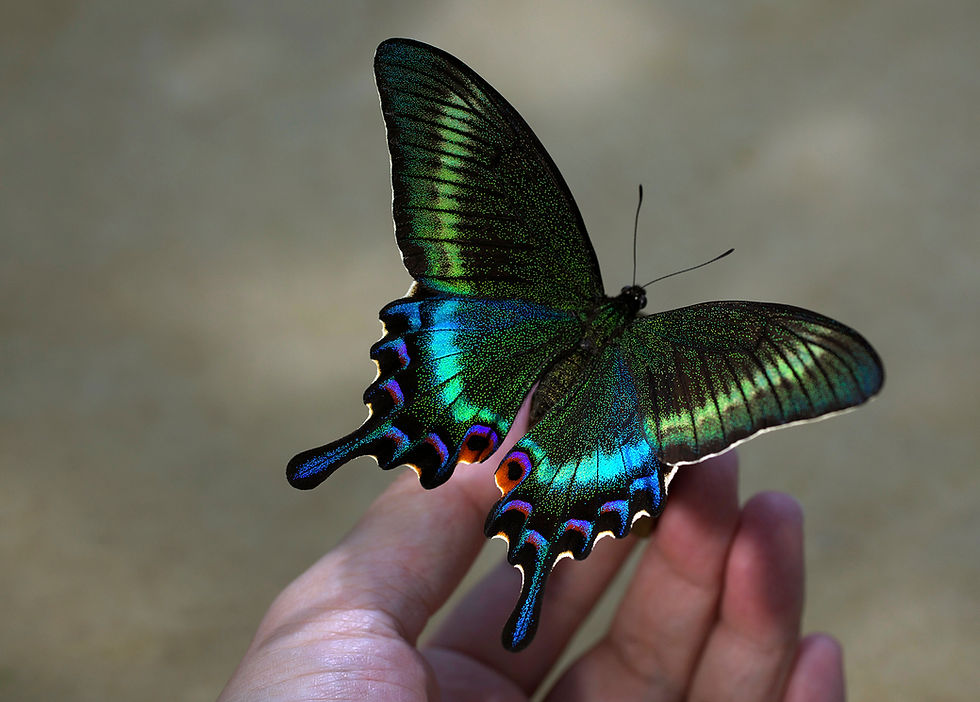山百合に訪れるカラスアゲハ トカラカラスアゲハ [ペア] Papilio dehaanii tokaraensis
