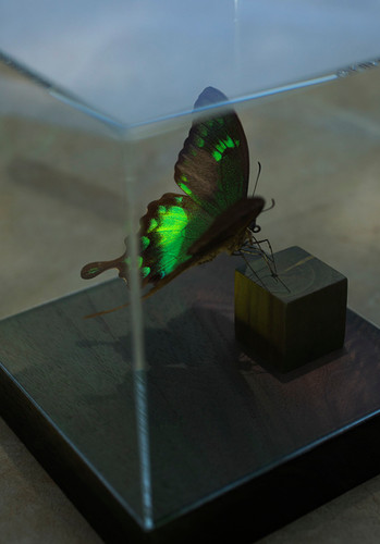 スンバアオネアゲハ | yamazaki-design