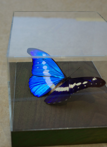 ヘレナモルフォ 136mm ヘレナモルフォ 136mm