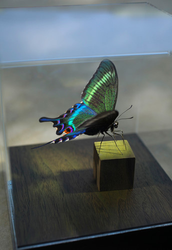 北海道産ミヤマカラスアゲハ春型未展示 ミヤマカラスアゲハ (春型メス) | yamazaki-design
