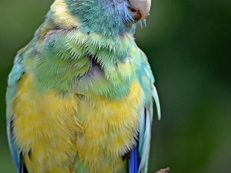 My sweet Blue and Bella 