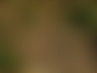 Soil pollution and government action programs