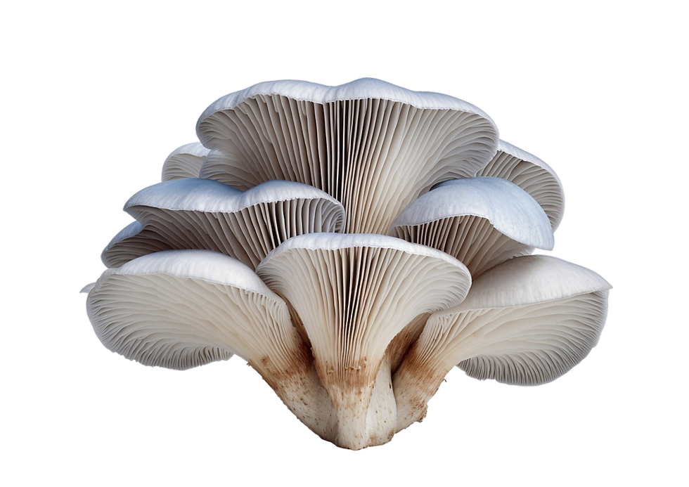 A png image file of a blue oyster mushroom, raw but fresh looking with some dirt at the ends.