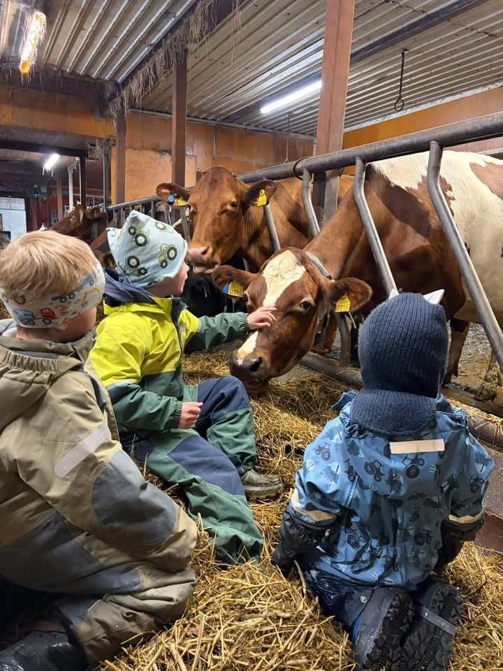 Måneds tema i februar: Kua 