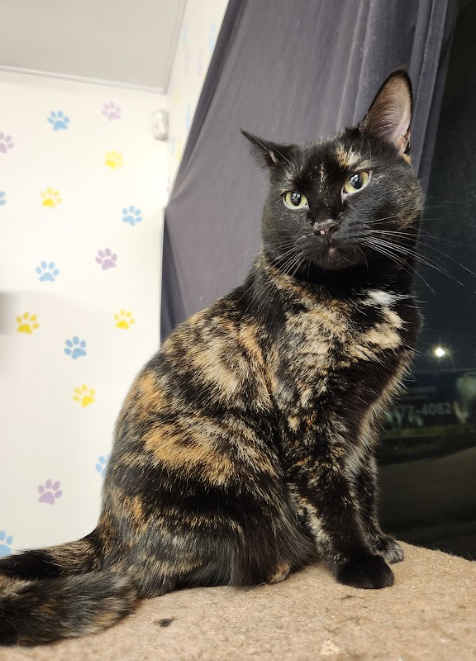 Screenshot 2025-07-02 191352