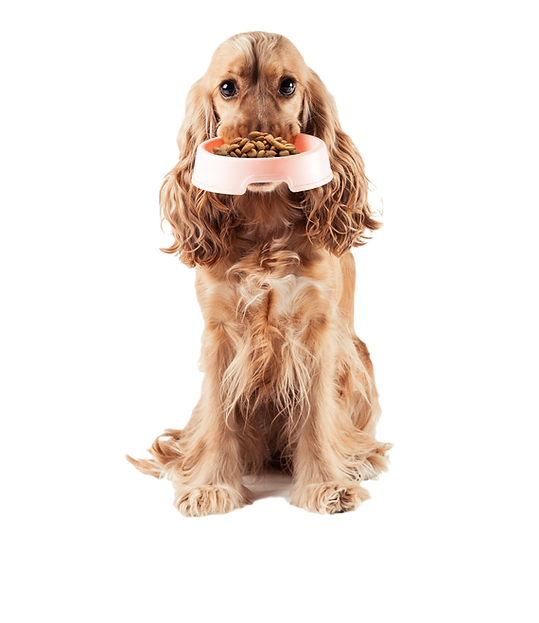 Dog Holding Food