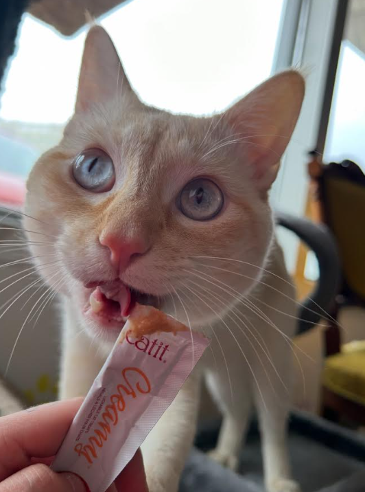 Thumbnail: Sponsor A Pet In Safekeeping
