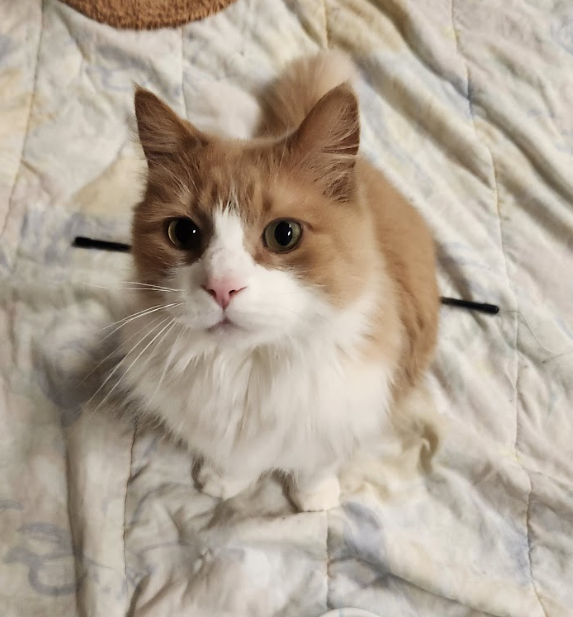 Thumbnail: Sponsor A Pet In Safekeeping