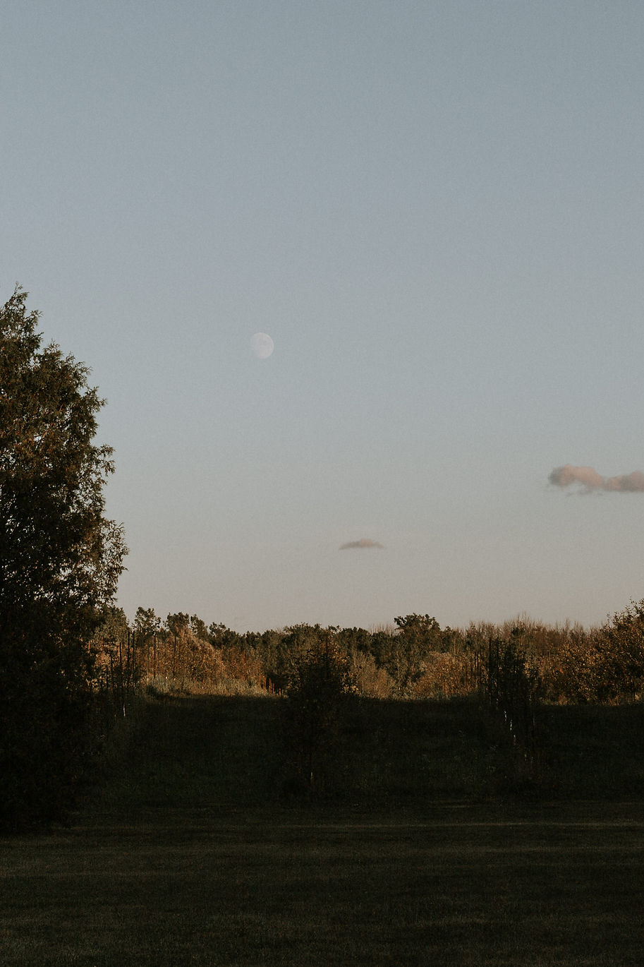 treeline for therapy in guelph homepage.jpg