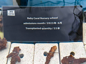 ベビーサンゴ移植 2023/6月分