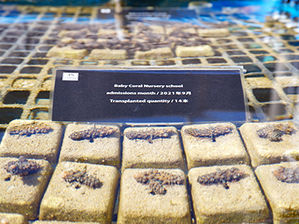 ベビーサンゴ移植 2021/9月分