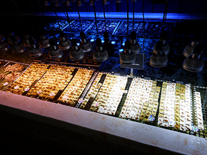 ベビーサンゴ移植 2025/8月分