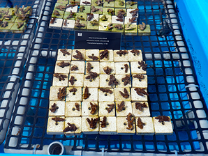 ベビーサンゴ移植 2022/9月分