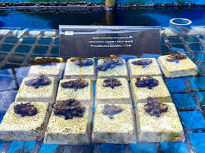 ベビーサンゴ移植 2021/6月分