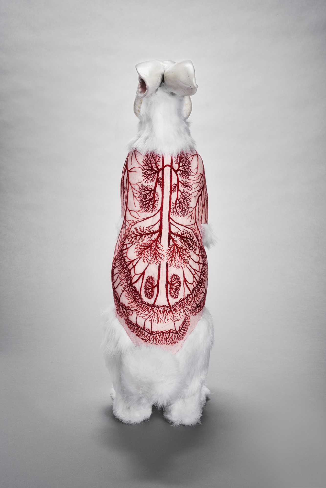 Flayed Rabbit: Albino