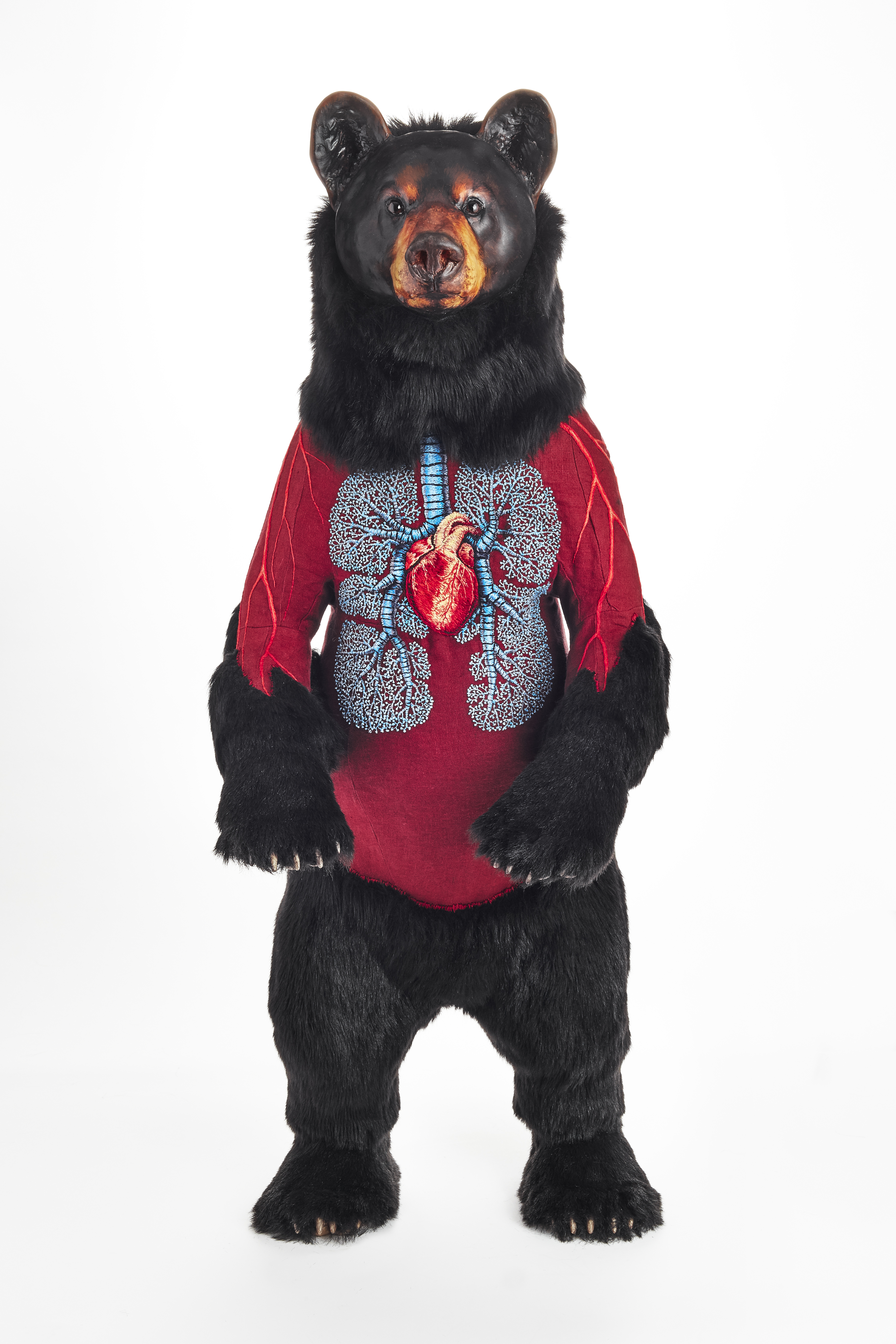 Ursus americanus Standing
