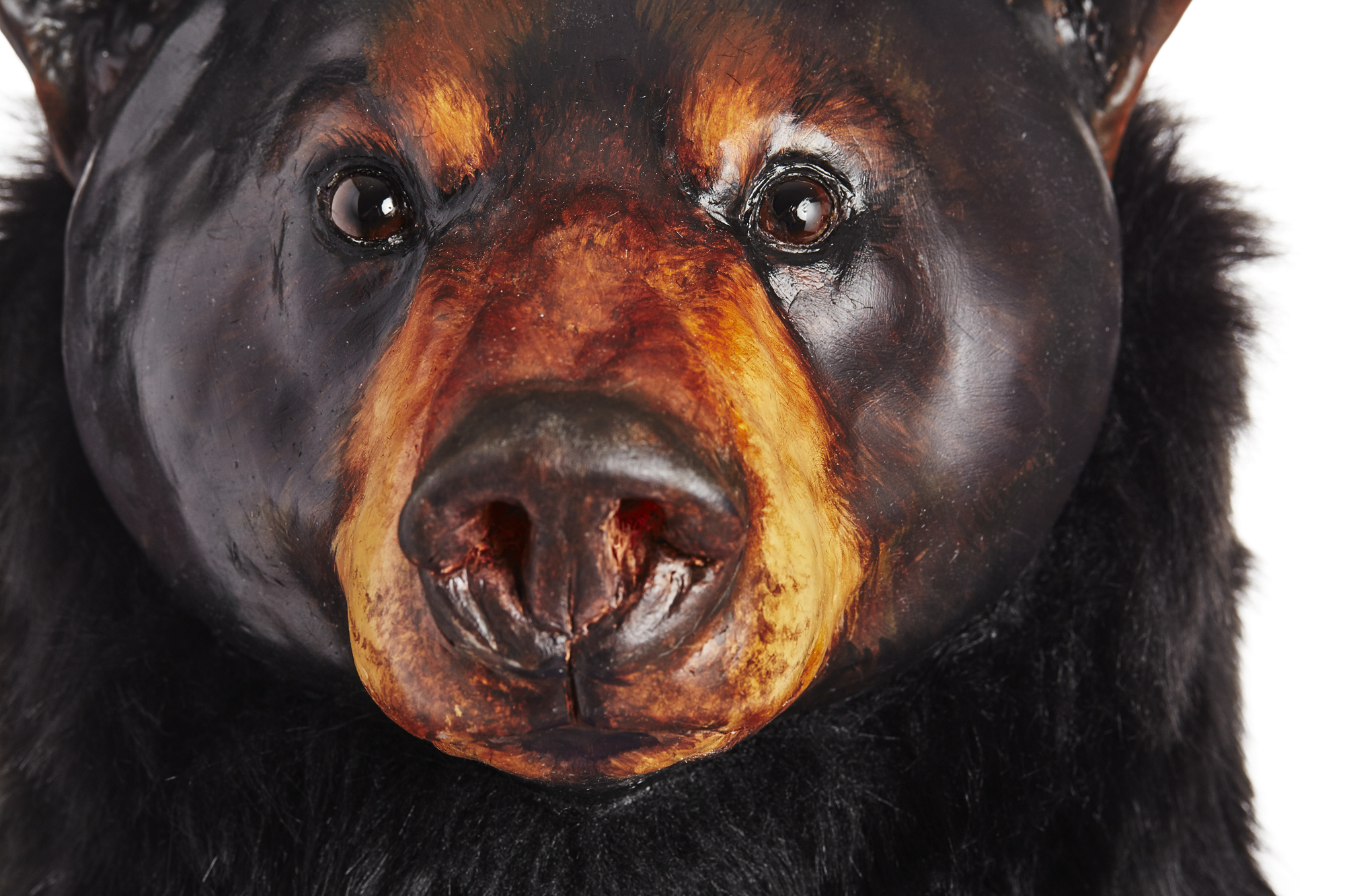 Ursus americanus Standing