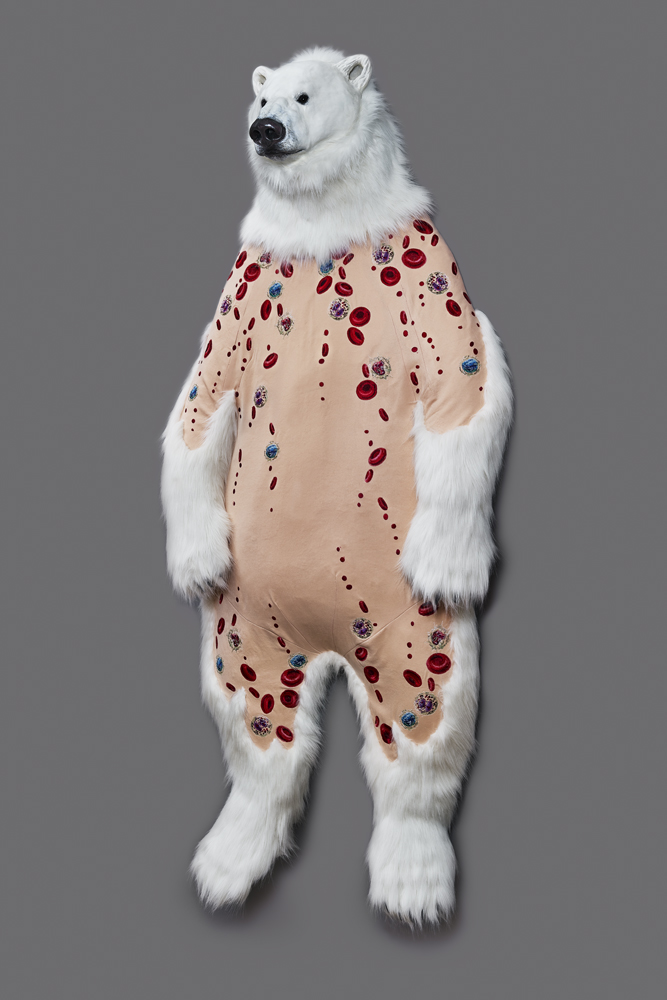 Ursus maritimus Skin: Blood Cells